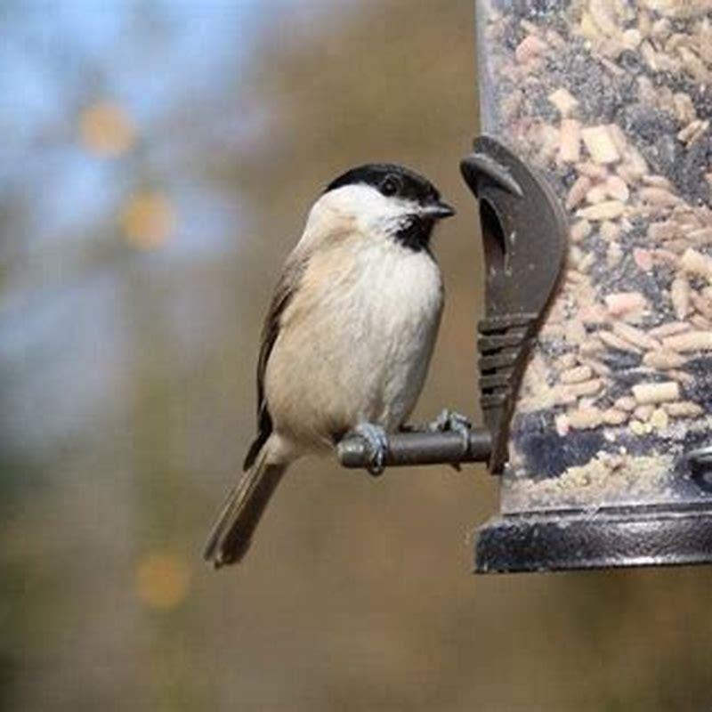 is-it-ok-to-feed-birds-raisins-diy-seattle