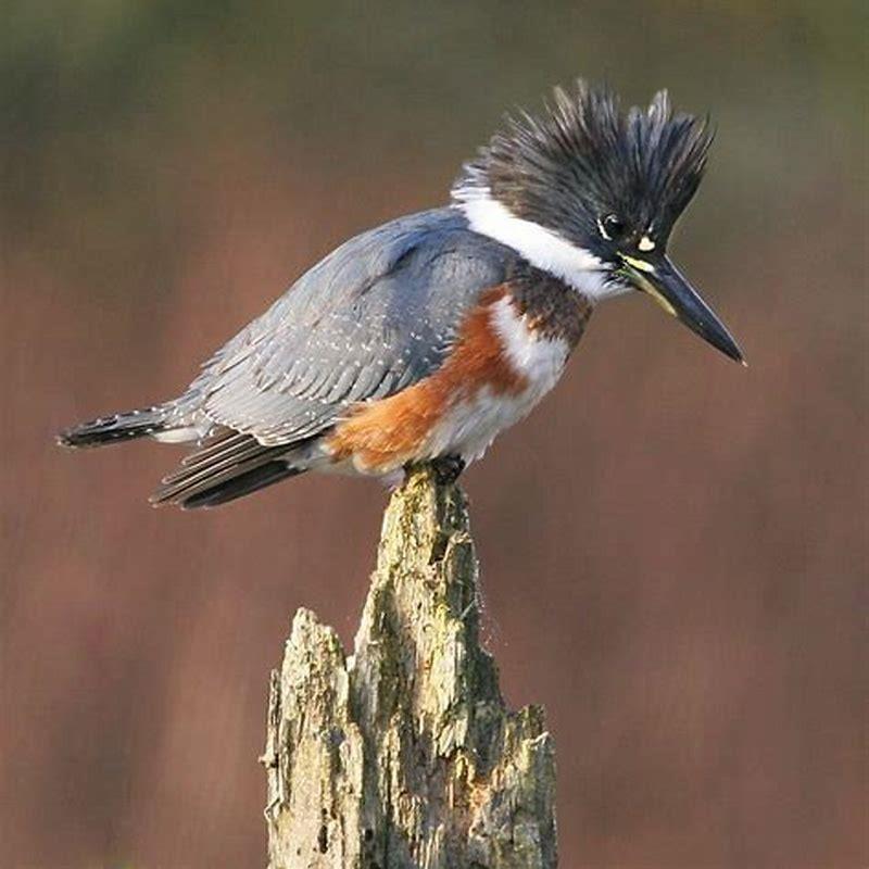 Is it rare to see a belted kingfisher?
