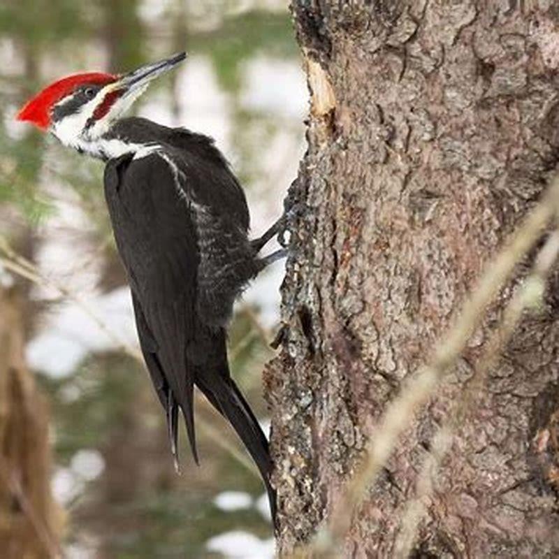 Is it rare to see a pileated woodpecker? - DIY Seattle