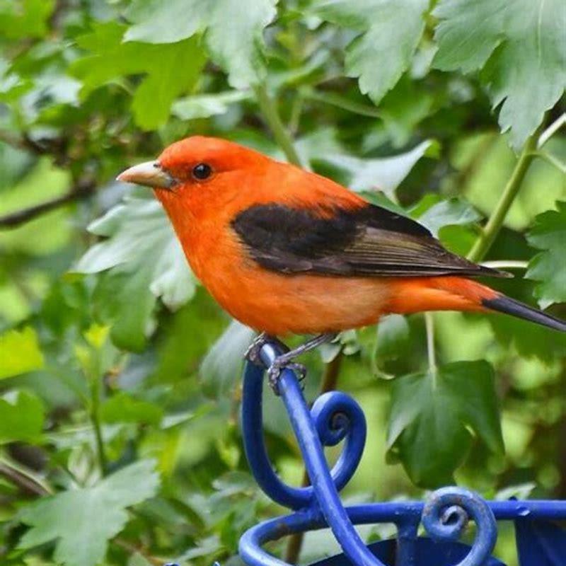 Is it rare to see a Scarlet Tanager?
