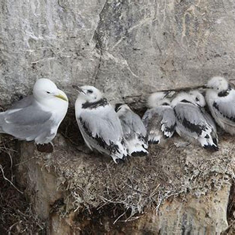 Is Kittiwake endangered?