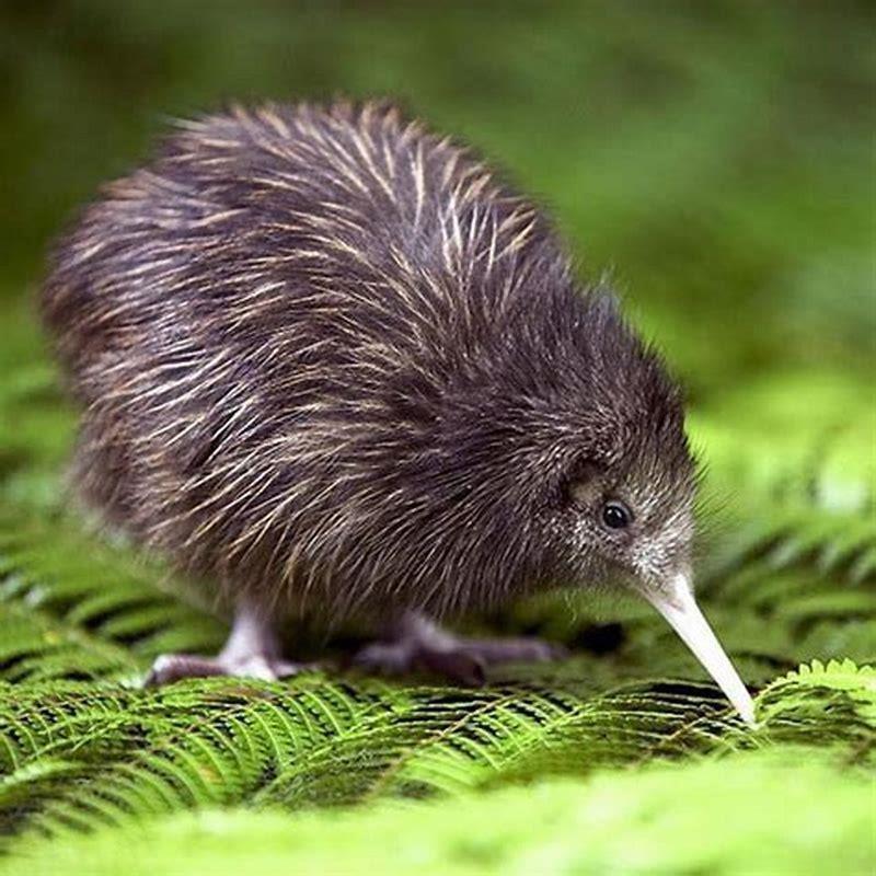 Is kiwi A small bird?