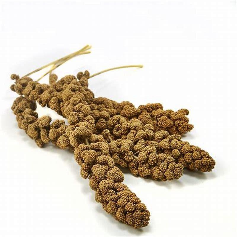 Is millet a good bird food?