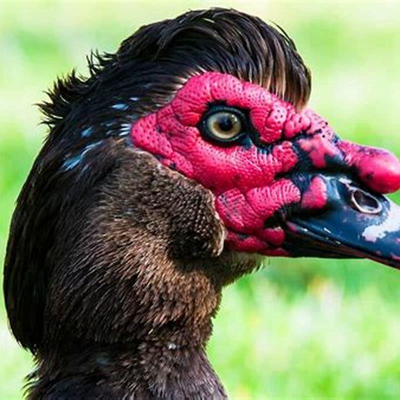 Is Muscovy Duck good to eat? - DIY Seattle