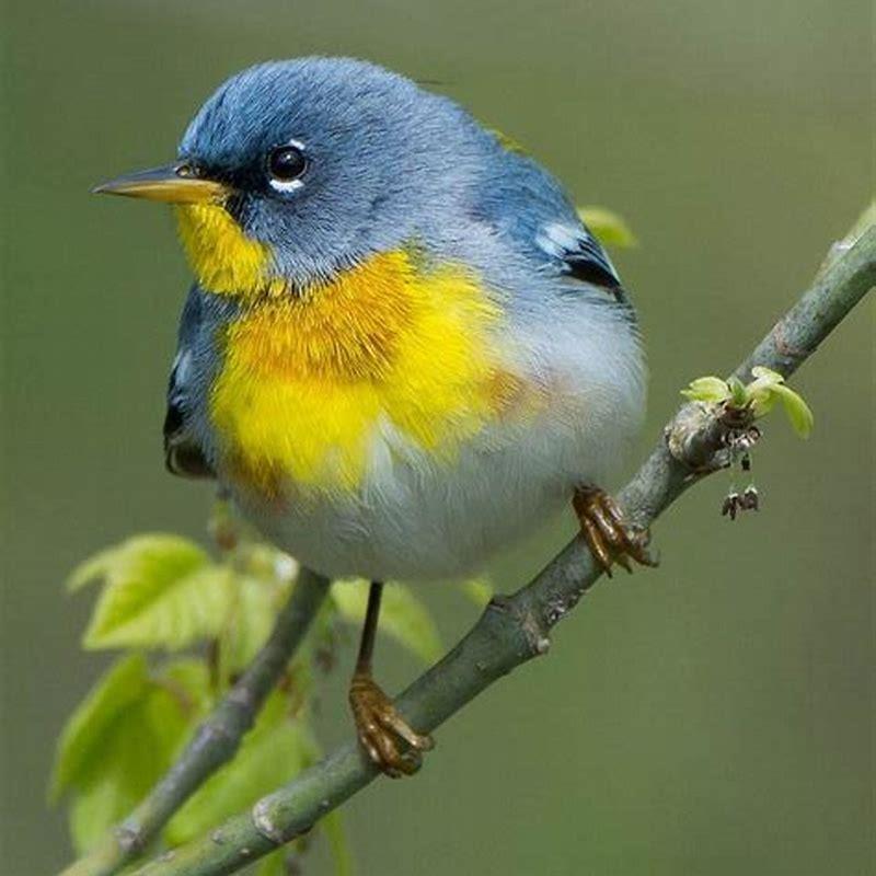 is-northern-parula-a-warbler-diy-seattle