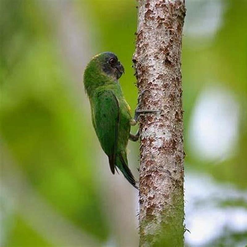 is-parrot-a-climbing-bird-diy-seattle