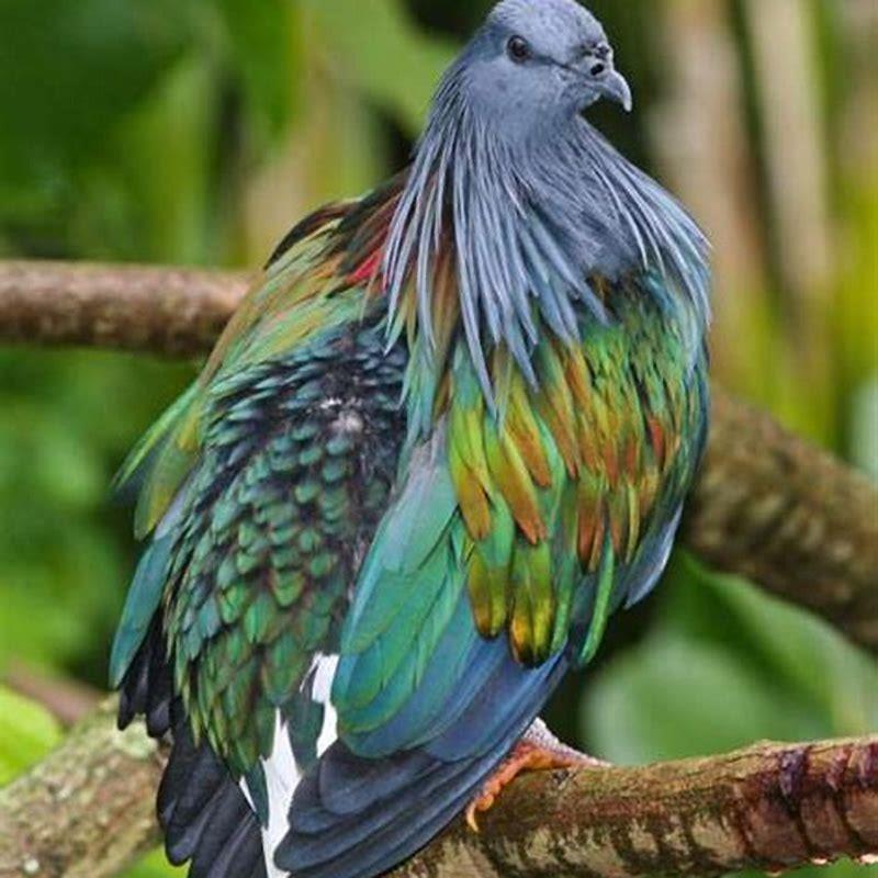 Is pigeon An Indian bird?