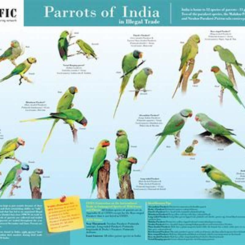 Is plum-headed parakeet banned in India?