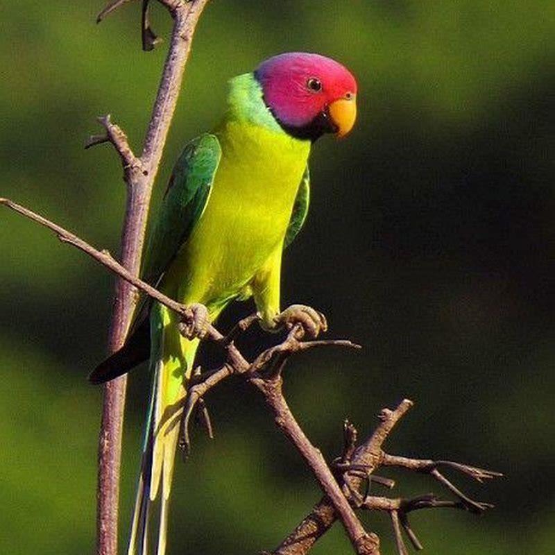 Is plum-headed parakeet can talk?