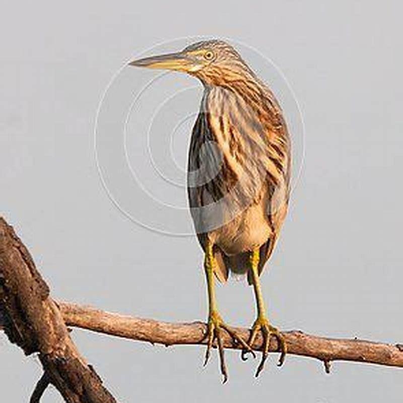 Is Pond Heron a migratory bird?