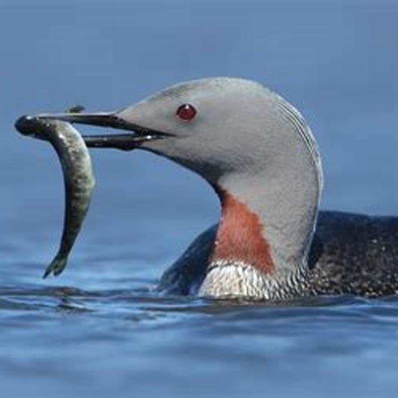 Is red-throated loon endangered?