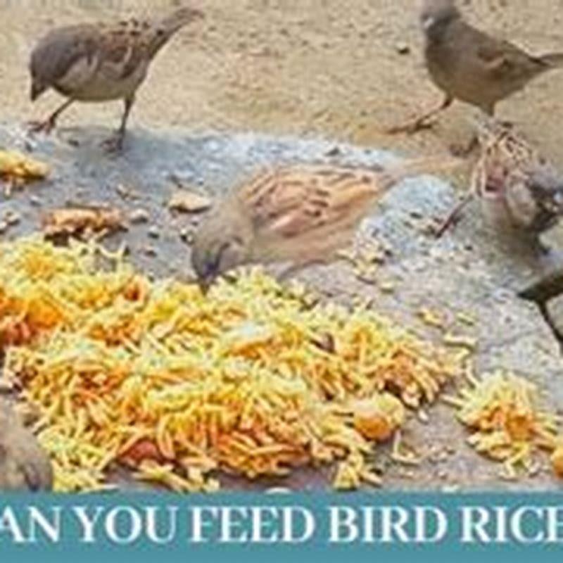 is-rice-ok-for-birds-diy-seattle