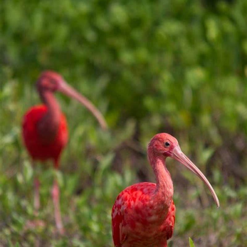 Is scarlet ibis a real bird?