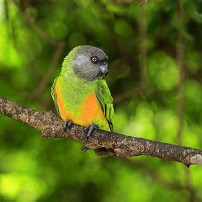 Is Senegal parrot noisy?