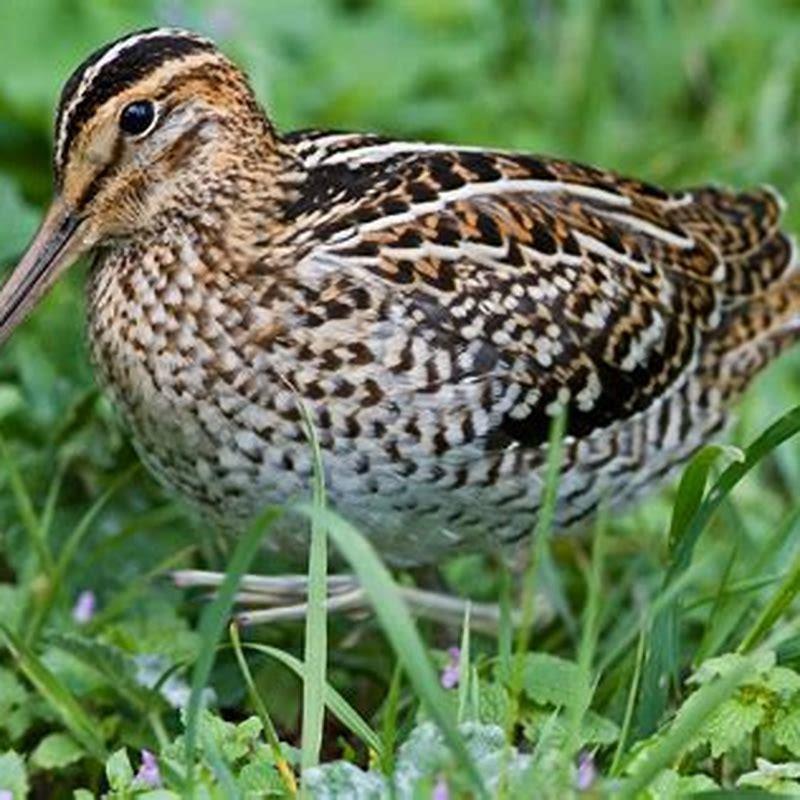 Is snipe a protected bird?