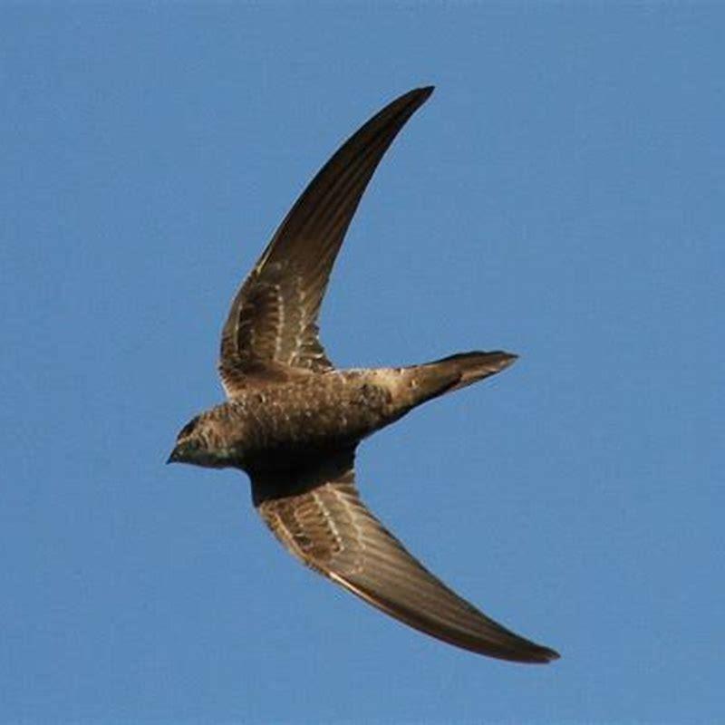 Is swift a seabird?