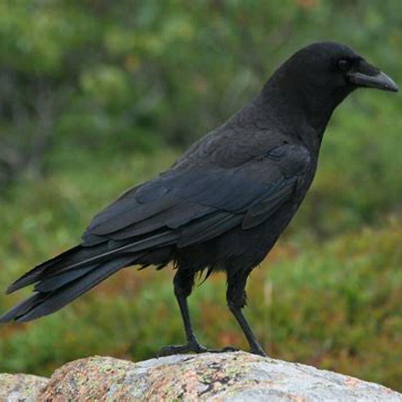 is-the-american-crow-endangered-diy-seattle