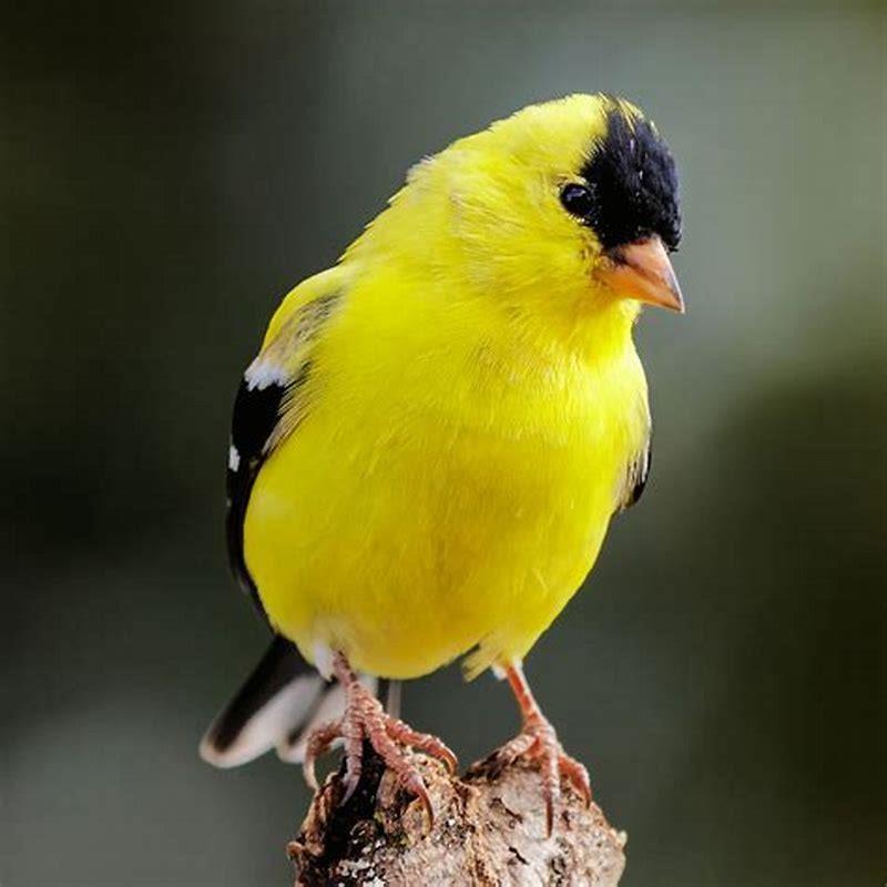Is the American goldfinch endangered?