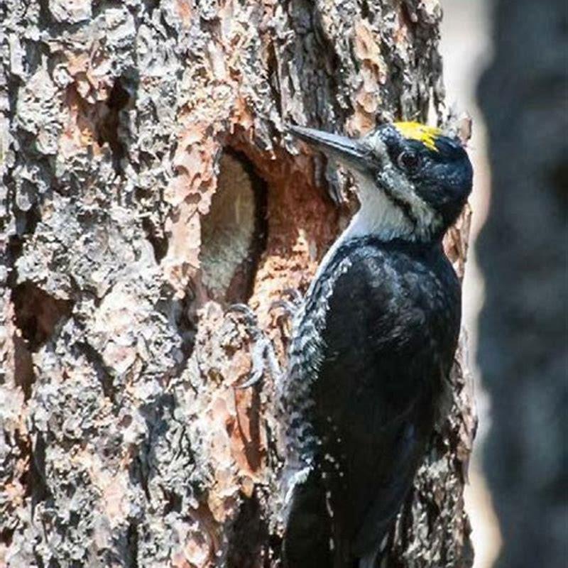 Is the Black-backed Woodpecker endangered?