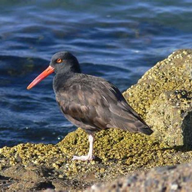 Is the black oystercatcher endangered?