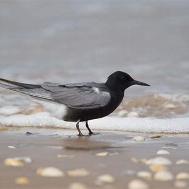 Is the black tern endangered? - DIY Seattle