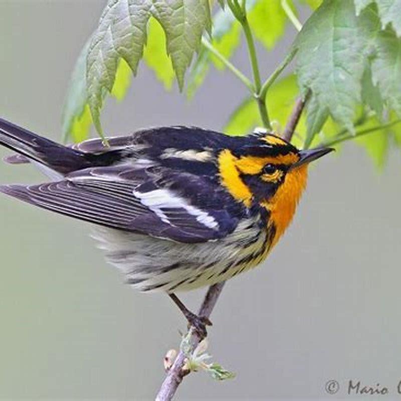 Is the Blackburnian warbler endangered?