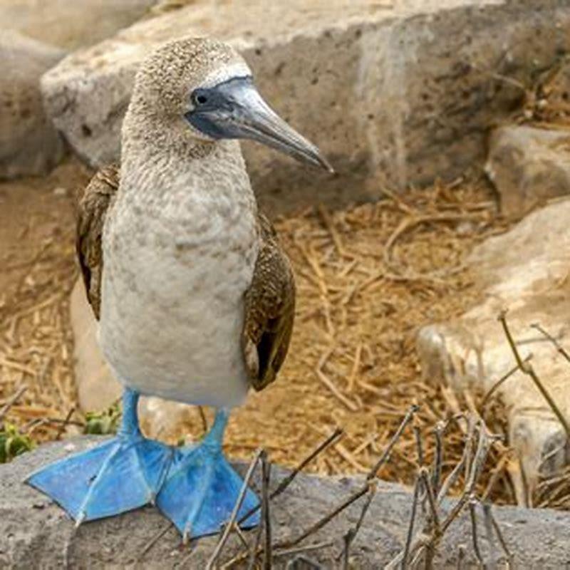Is the blue-footed booby a carnivore?