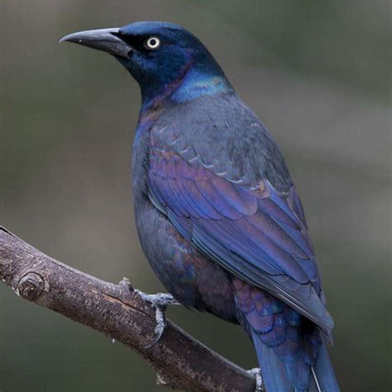 Is the Common Grackle a pest?