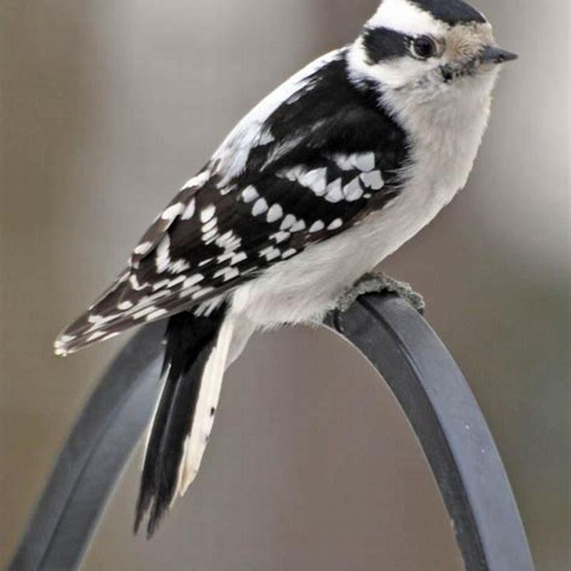 Is the Downy Woodpecker endangered?