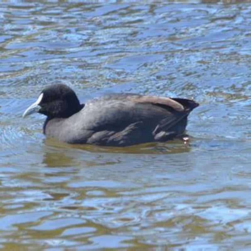 Is the Eurasian coot native to Australia?