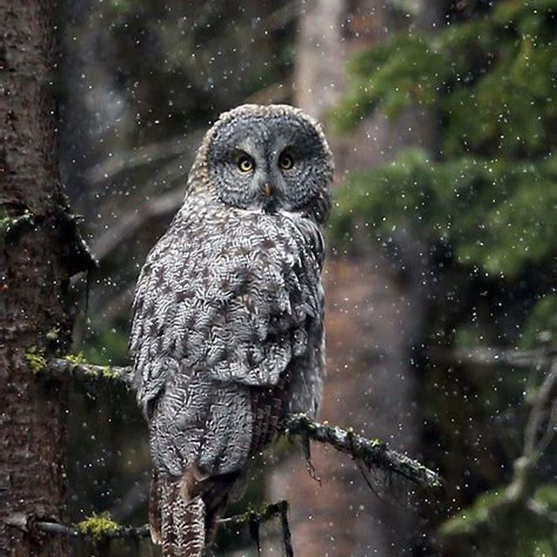 Is the great GREY Owl The biggest owl?