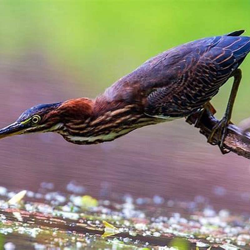 Is the Green Heron endangered?