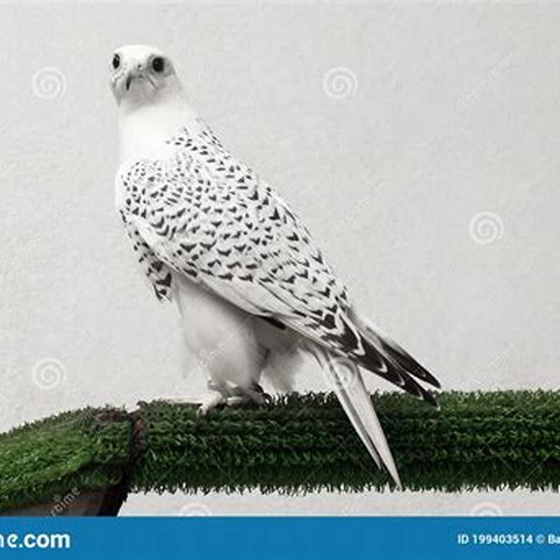 Is the Gyrfalcon a carnivore?