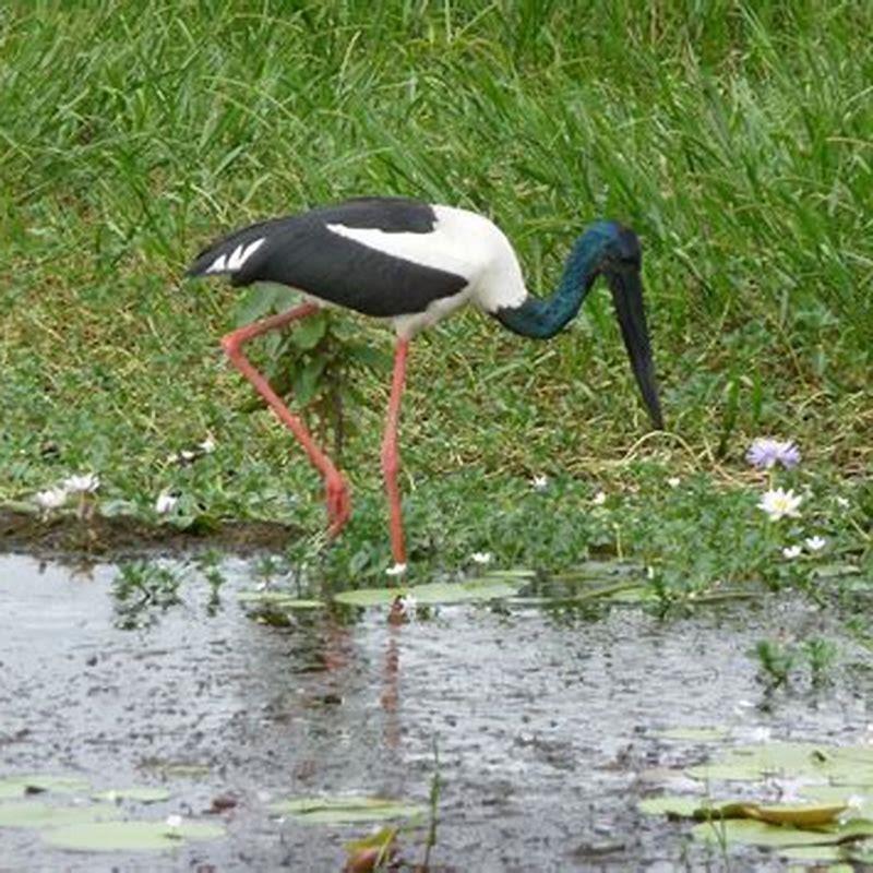 is-the-jabiru-native-to-australia-diy-seattle