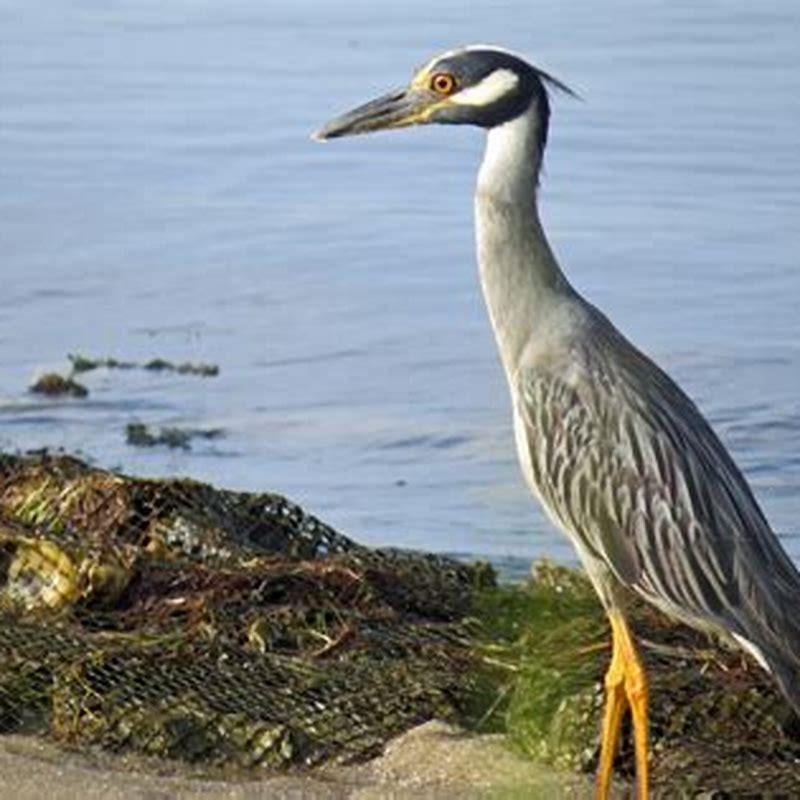 Is the night heron rare?