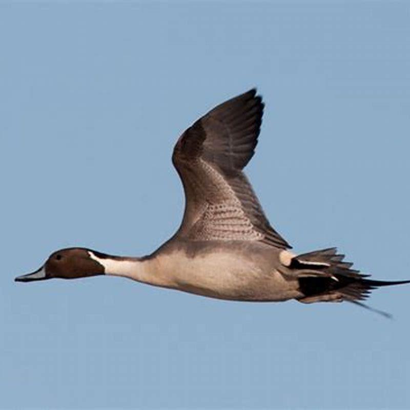 Is the northern pintail endangered?