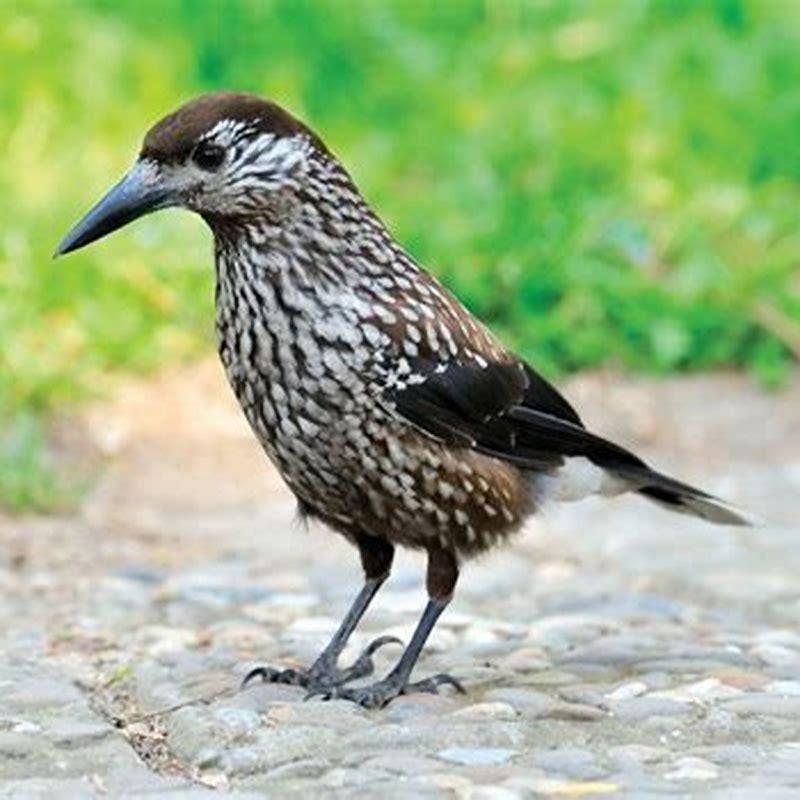 Is The nutcracker a bird?