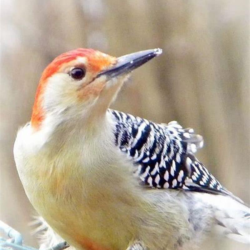 Is The Red Bellied Woodpecker Rare Diy Seattle