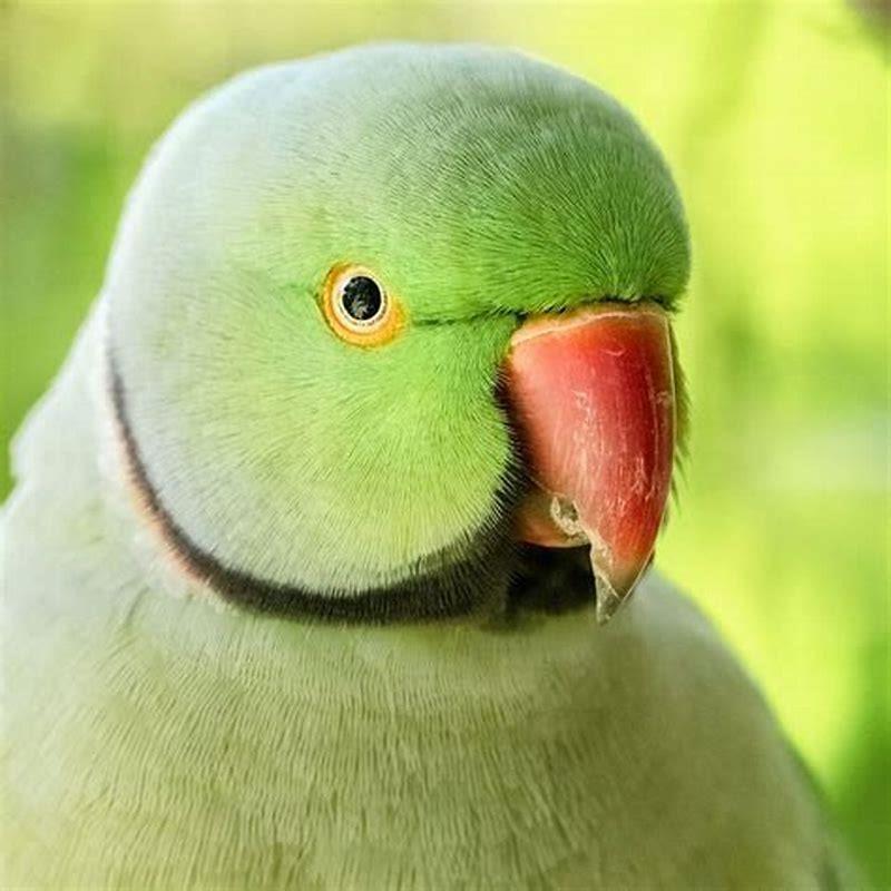 Is the ring-necked parakeet invasive?