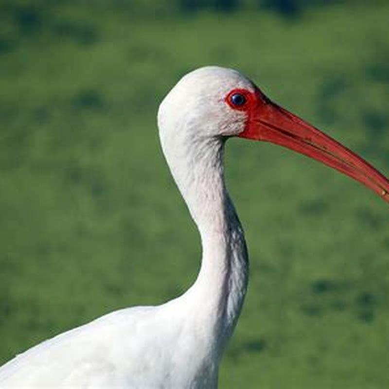 Is the white ibis endangered?
