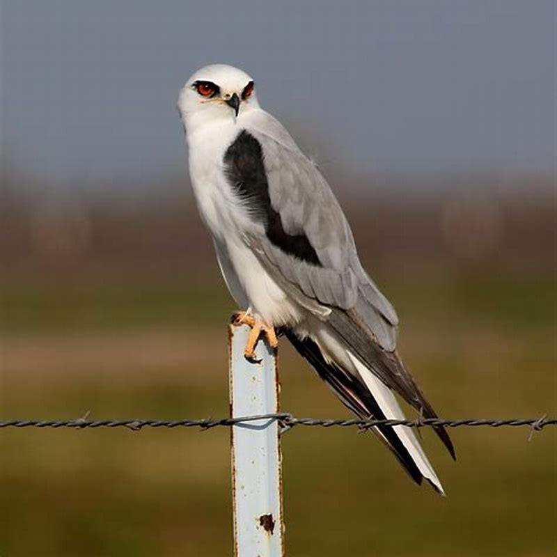 is-the-white-tailed-kite-a-hawk-diy-seattle