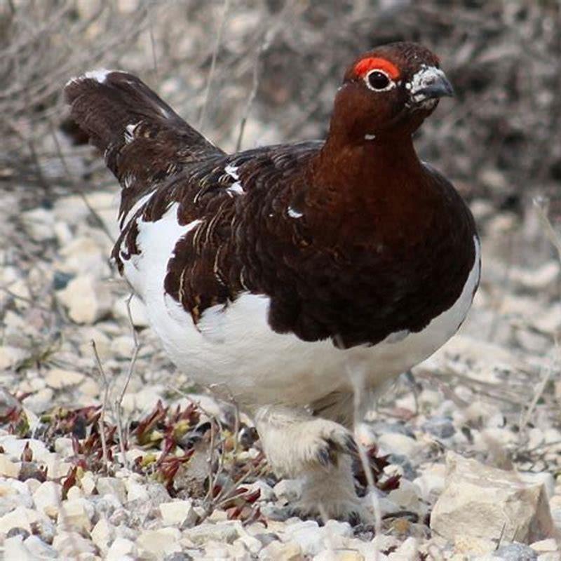 Is the willow ptarmigan endangered?