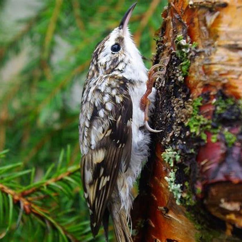 is-there-a-brown-creeper-bird-diy-seattle