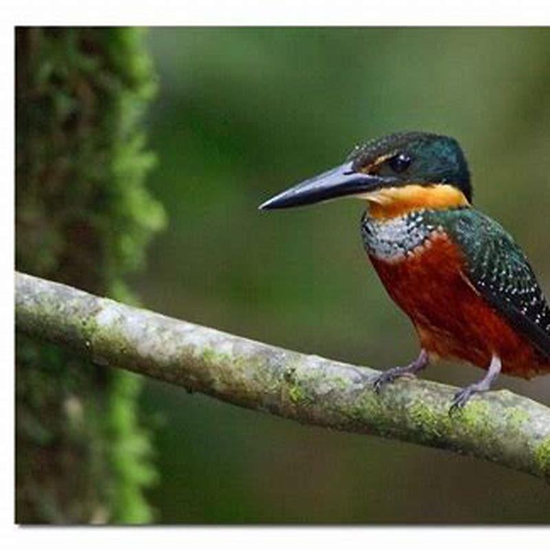 Is there a green kingfisher?