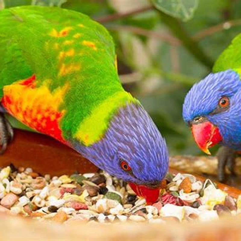 Is there such thing as a poisonous bird?