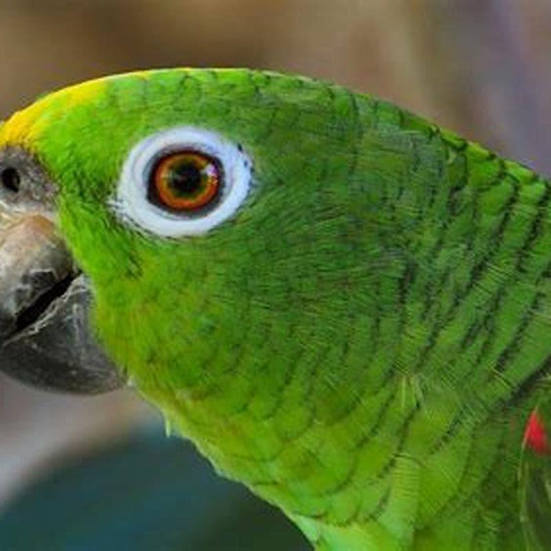 Is there yellow parrot?