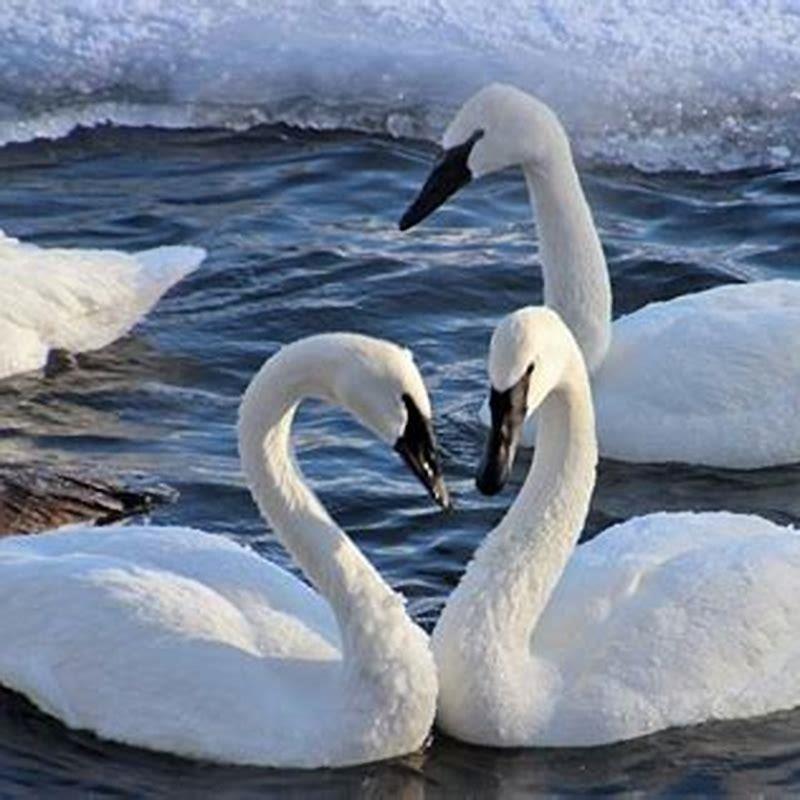 Is trumpeter swan good to eat?