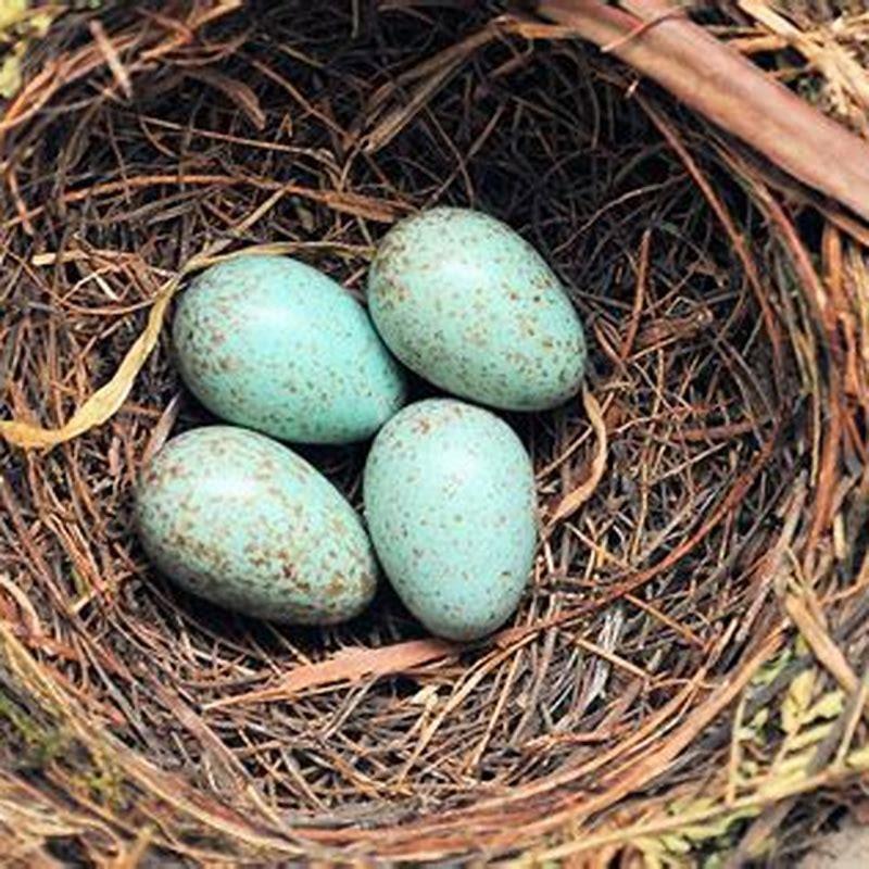 Should I remove birds nests?