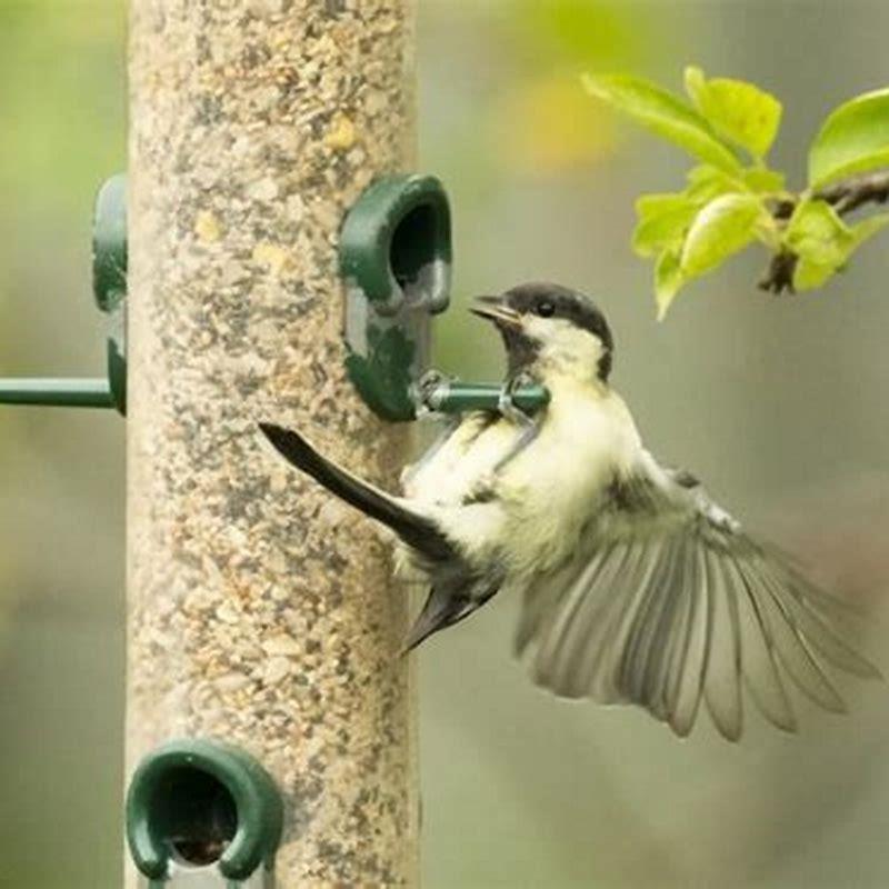 should-i-soak-raisins-for-birds-diy-seattle