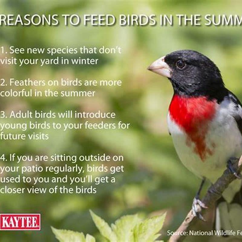 Should I stop feeding birds in the spring? DIY Seattle